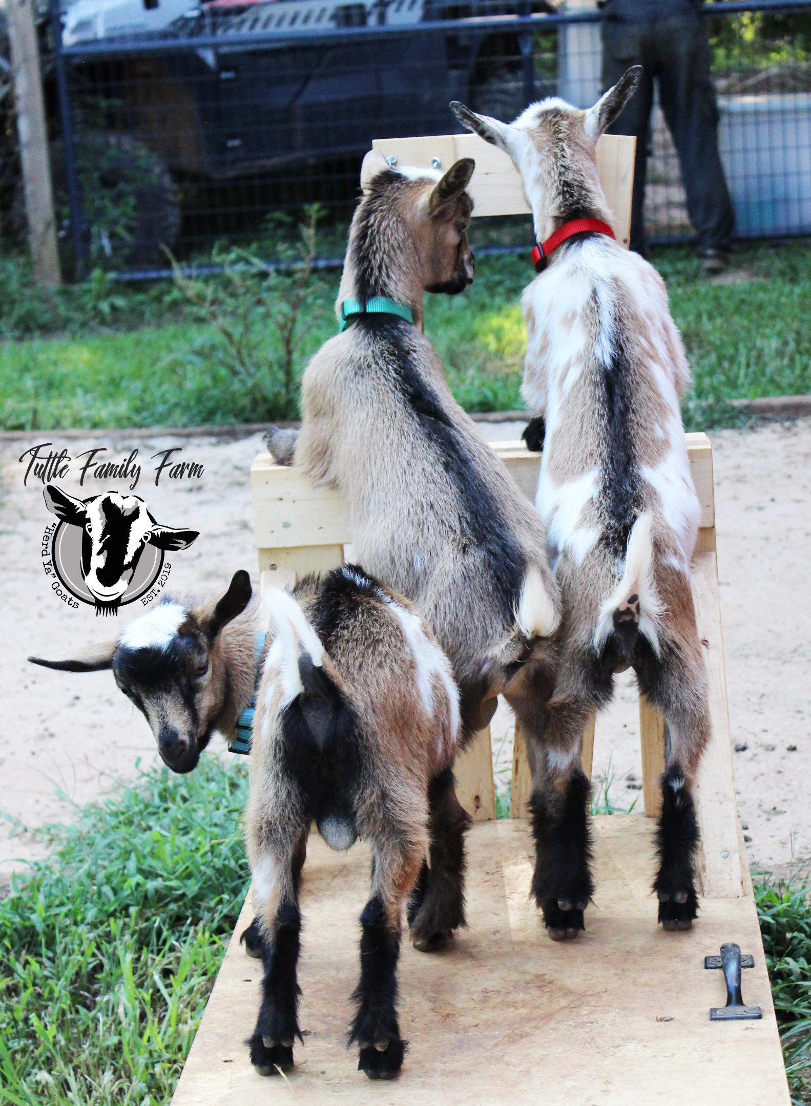 Tuttle Family Farm LLC photo